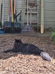 Lost Male Cat last seen Sherman and Alturas; 10th Street, Boise, ID 83702