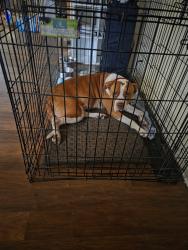 Reunited Female Dog last seen Alley Clay Rd, Roxboro, NC 27573