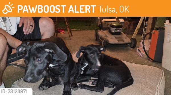 Found/Stray Female Dog last seen 51st and Mingo, Tulsa, OK 74145