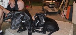 Found/Stray Female Dog last seen 51st and Mingo, Tulsa, OK 74145