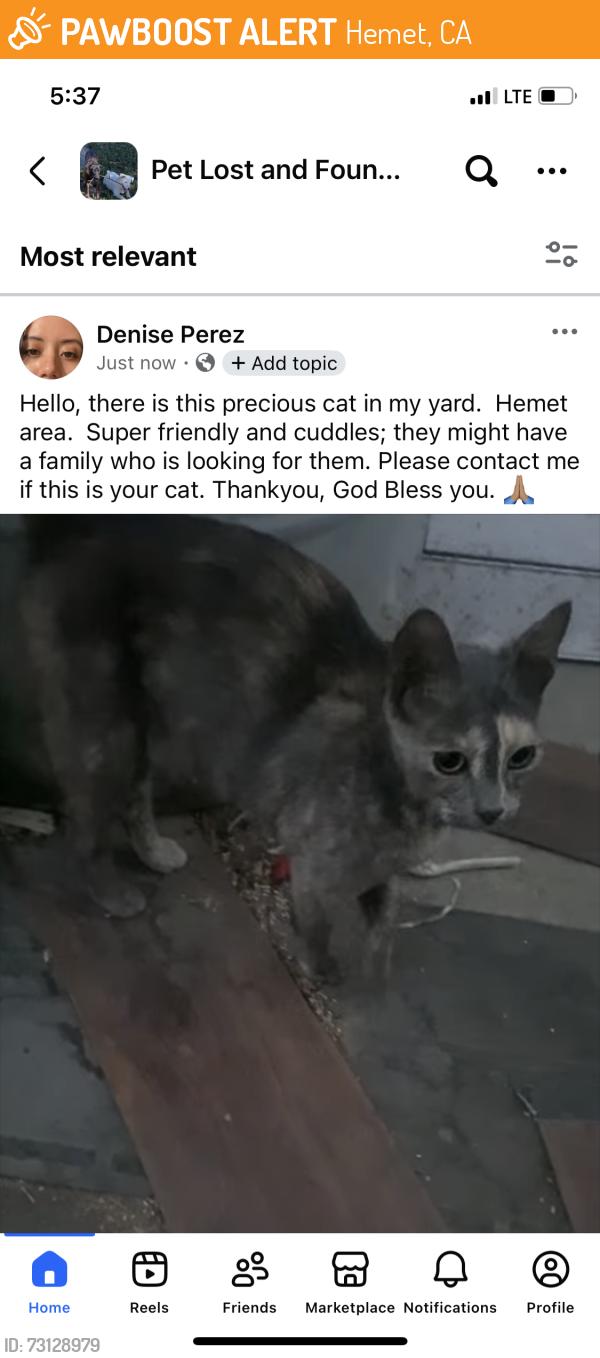 Found/Stray Unknown Cat last seen Hemet Police Station, Hemet, CA 92583