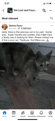 Found/Stray Unknown Cat last seen Hemet Police Station, Hemet, CA 92583