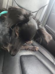 Reunited Male Dog last seen Abarzo at Four corners, Kissimmee, FL 34747
