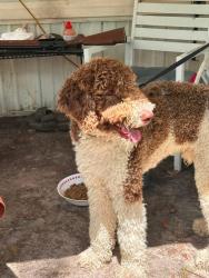 Lost Male Dog last seen Capital Circle, Tallahassee, FL 32311