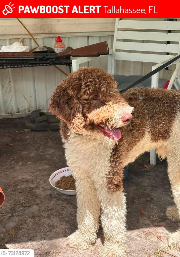 Lost Male Dog last seen Capital Circle, Tallahassee, FL 32311