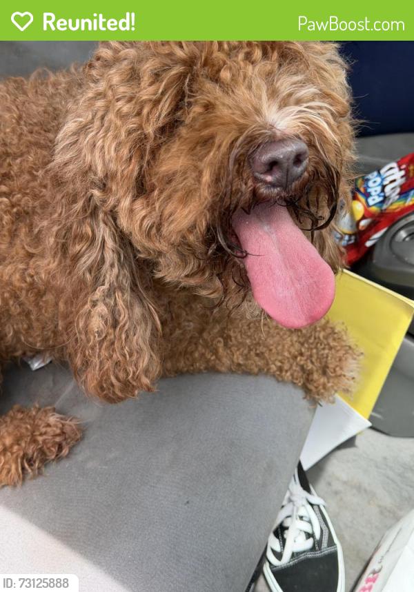 Reunited Female Dog last seen derryrush ave, villages at back creek - university heights, Charlotte, NC 28213