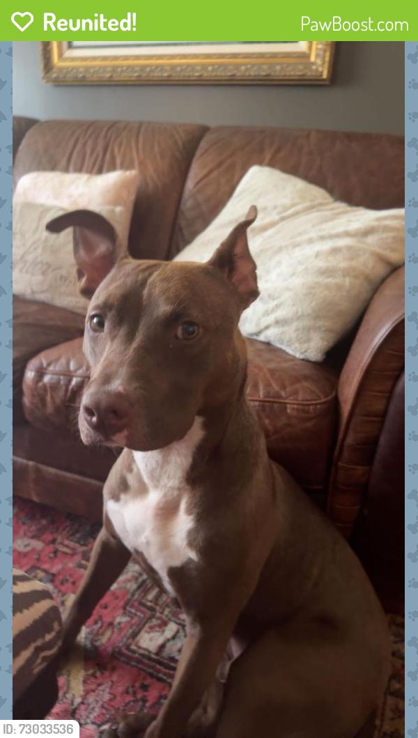 Reunited Male Dog last seen Near Greyfriars Ln and Mars Hill Cemetery, Acworth, GA 30101