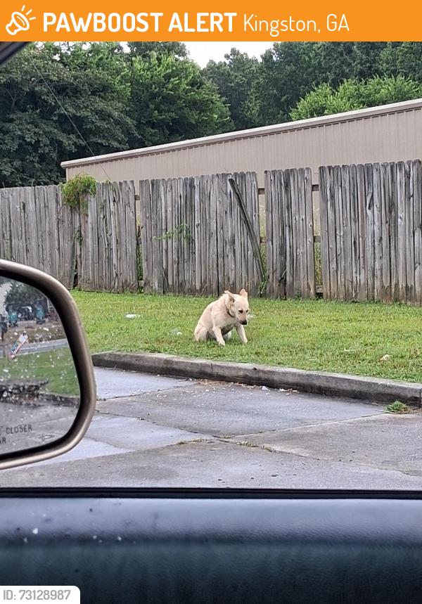 Found/Stray Female Dog last seen Rock store, Kingston, GA 30145