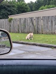 Found/Stray Female Dog last seen Rock store, Kingston, GA 30145