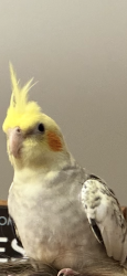 Lost Male Bird last seen St. James/ North canton, North Canton, OH 44720