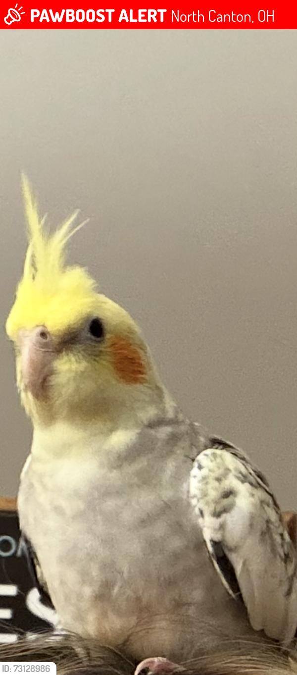 Lost Male Bird last seen St. James/ North canton, North Canton, OH 44720