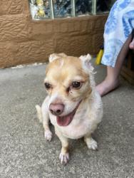Lost Male Dog last seen Perryopolis, Perryopolis, PA 15473
