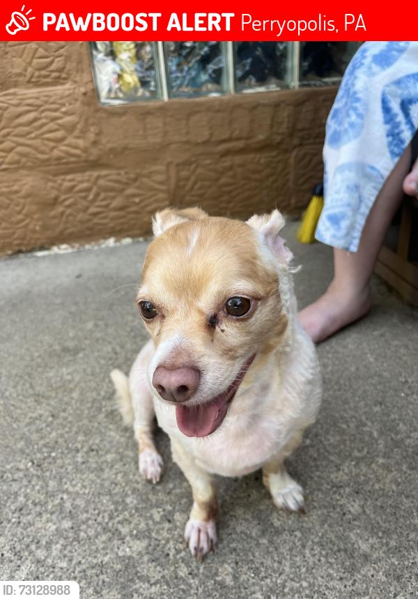 Lost Male Dog last seen Perryopolis, Perryopolis, PA 15473