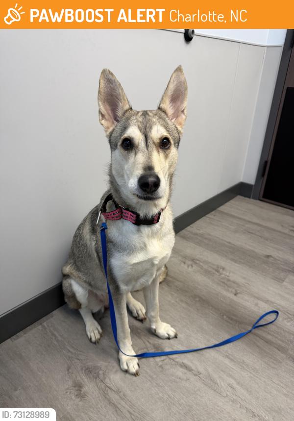 Found/Stray Female Dog last seen Independence blvd and Cross Point Cir, Charlotte, NC 28105
