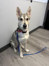 Found/Stray Female Dog last seen Independence blvd and Cross Point Cir, Charlotte, NC 28105