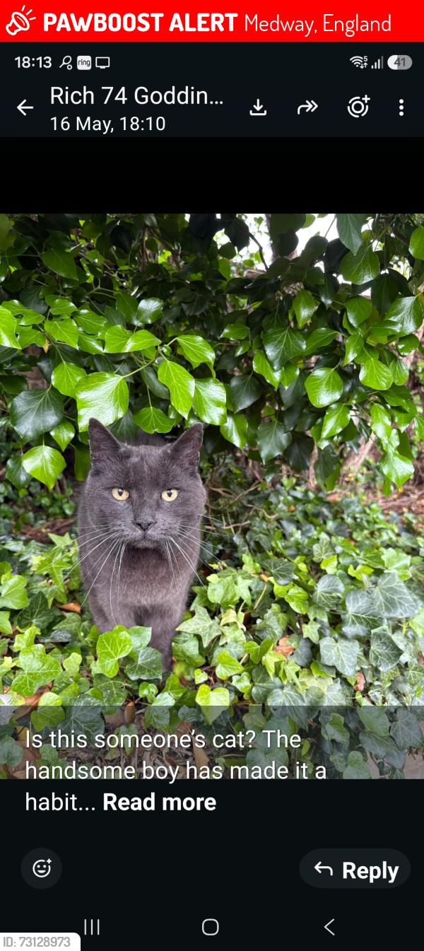 Lost Male Cat last seen Cliffe road park, Medway, England 