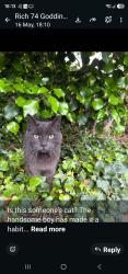 Lost Male Cat last seen Cliffe road park, Medway, England 