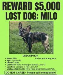 Reunited Male Dog last seen Saddle river road and wyckoff, Fair Lawn, NJ 07514