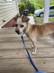 Found/Stray Female Dog last seen Park blvd and banner ave, Winston-Salem, NC 27127
