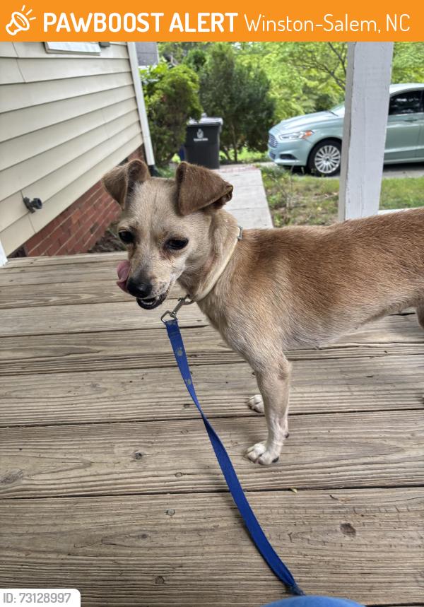 Found/Stray Female Dog last seen Park blvd and banner ave, Winston-Salem, NC 27127