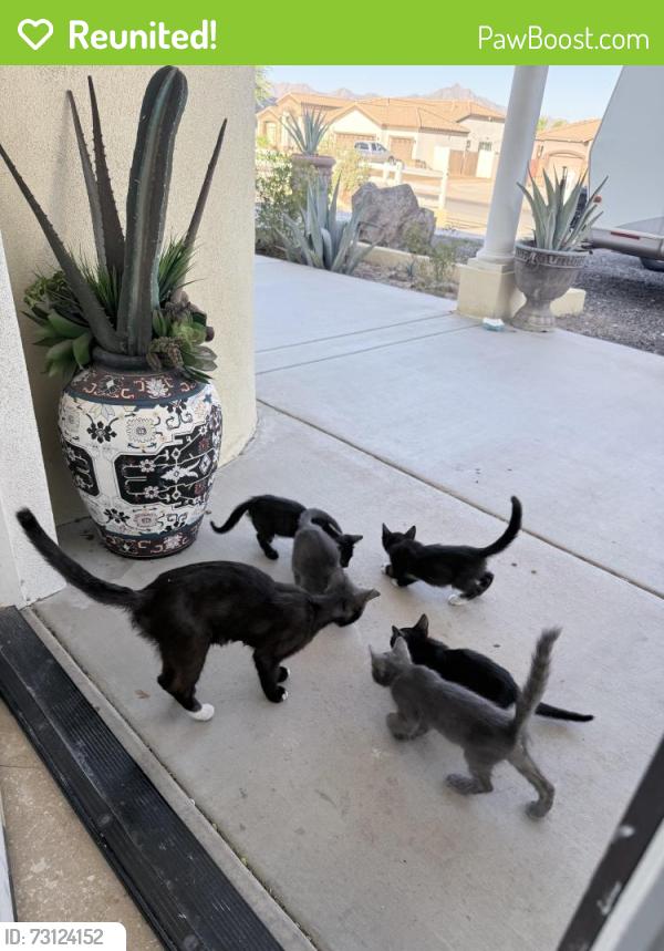 Reunited Unknown Cat last seen Near S 43rd Ave, Laveen Village, AZ 85339, USA, Laveen Village, AZ 85339