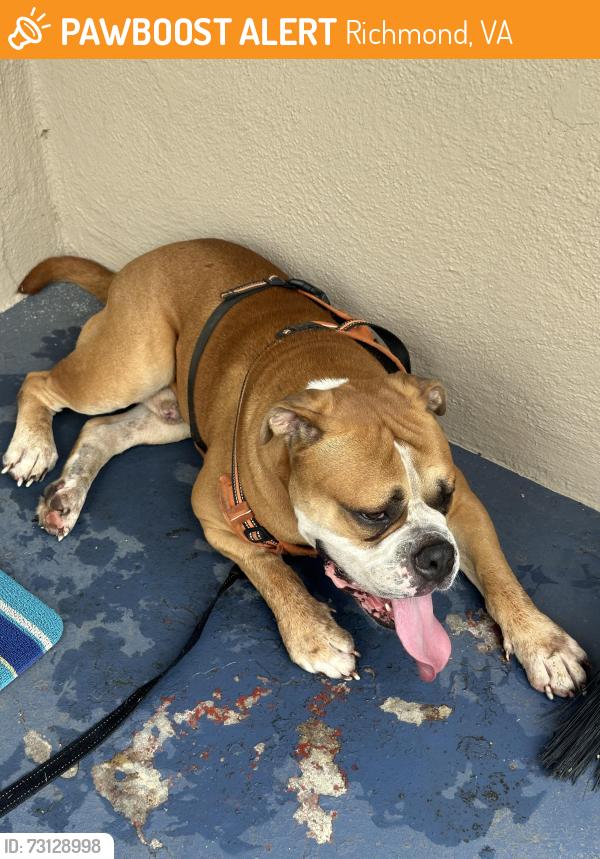 Found/Stray Male Dog last seen Brook and brookland park, Richmond, VA 23227