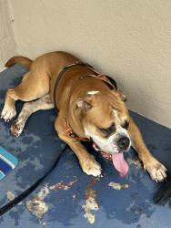 Found/Stray Male Dog last seen Brook and brookland park, Richmond, VA 23227