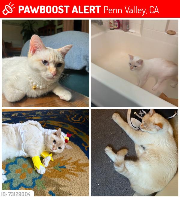 Lost Female Cat last seen Hwy 20, Penn Valley, CA 95946