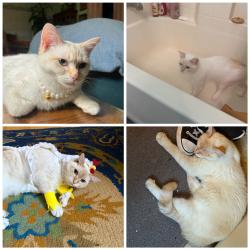 Lost Female Cat last seen Hwy 20, Penn Valley, CA 95946