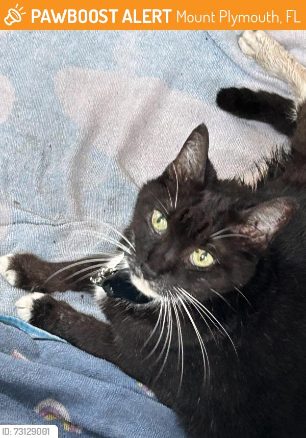 Found/Stray Unknown Cat last seen Niblic st, Mount Plymouth, FL 32776