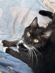 Found/Stray Unknown Cat last seen Niblic st, Mount Plymouth, FL 32776