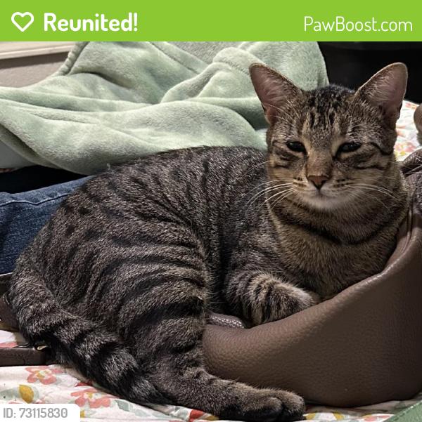 Reunited Male Cat last seen Near S 85th E Ave, Bixby, OK 74008, USA, Bixby, OK 74008