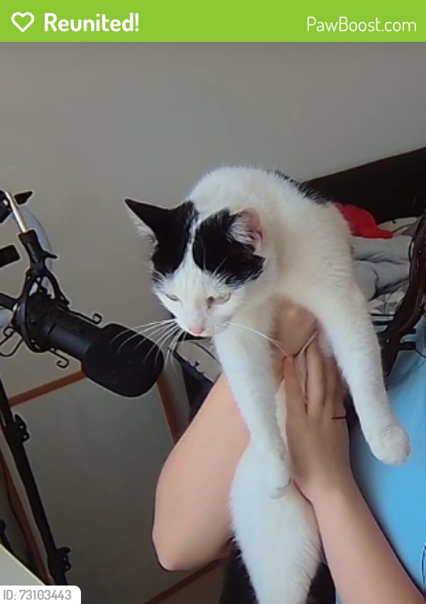 Reunited Female Cat last seen Near Moorland View, Sherburn In Elmet, LS25 6PQ, Sherburn in Elmet, England LS25 6PQ