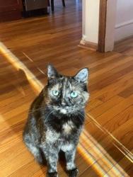 Lost Female Cat last seen Stonechat Court culdesac heading into Loch Highland, Roswell, GA 30075