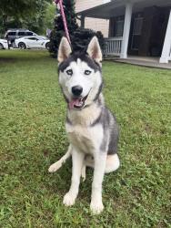 Found/Stray Male Dog last seen West Emory Road near entrance of Washington Heights subdivision, Knox County, TN 37849