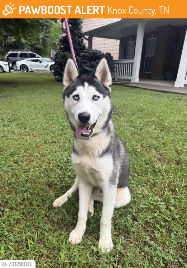 Found/Stray Male Dog last seen West Emory Road near entrance of Washington Heights subdivision, Knox County, TN 37849