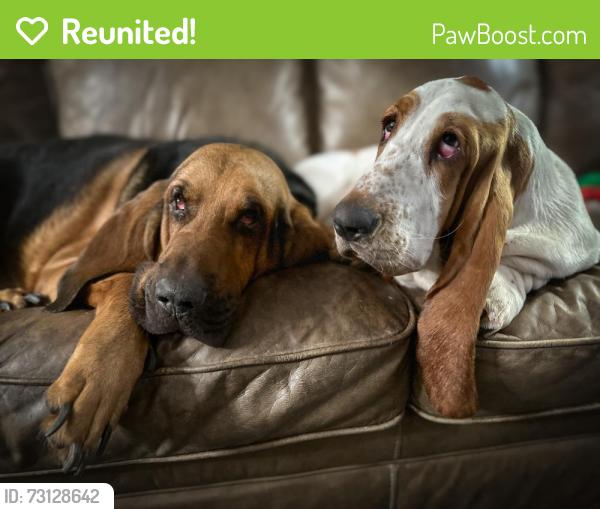 Reunited Male Dog last seen Kuykendahl, Spring, TX 77379