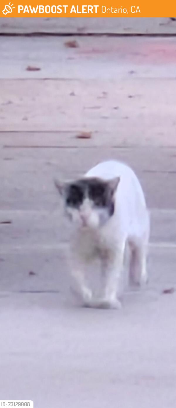 Found/Stray Unknown Cat last seen Ontario, CA..6th St., Ontario, CA 91761
