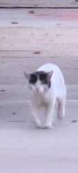 Found/Stray Unknown Cat last seen Ontario, CA..6th St., Ontario, CA 91761