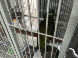 Reunited Male Bird last seen Delafield/ La Mirada, La Mirada, CA 90638