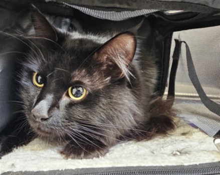 Shelter Stray Male Cat last seen , 3201 Lacy St, Los Angeles, CA 90031, USA