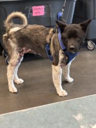 Shelter Stray Female Dog last seen , West Valley Animal Shelter, 20655 Plummer St, Chatsworth, CA 91311, USA