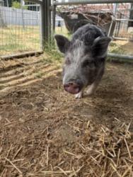 Shelter Stray Female Livestock last seen , West Valley Animal Shelter, 20655 Plummer St, Chatsworth, CA 91311, USA