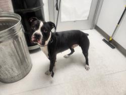 Shelter Stray Male Dog last seen , 11361 W Pico Blvd, Los Angeles, CA 90064, USA