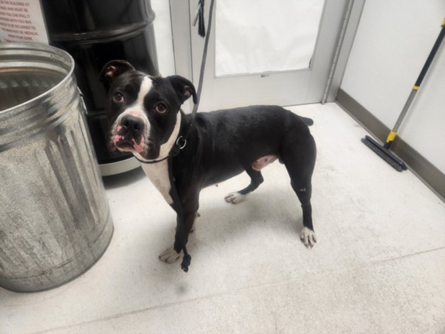 Shelter Stray Male Dog last seen , 11361 W Pico Blvd, Los Angeles, CA 90064, USA
