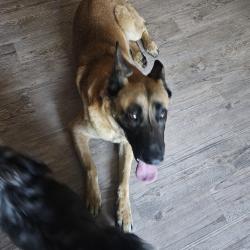 Found/Stray Male Dog last seen 88th and lipan, Thornton, CO 80260