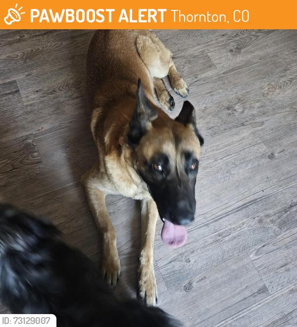 Found/Stray Male Dog last seen 88th and lipan, Thornton, CO 80260