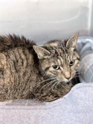 Shelter Stray Female Cat last seen DEEP CREEK CT, CLERMONT, 12280 County Rd 448, Tavares, FL 32778, USA