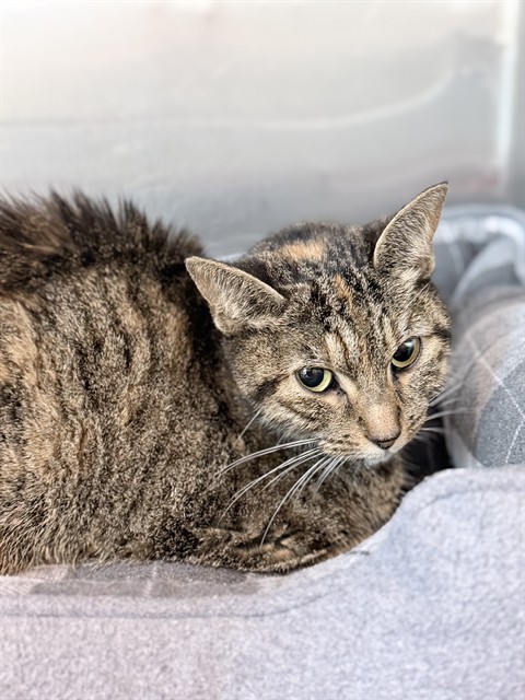 Shelter Stray Female Cat last seen DEEP CREEK CT, CLERMONT, 12280 County Rd 448, Tavares, FL 32778, USA