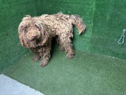 Shelter Stray Male Dog last seen , 5210 W Ave I, Lancaster, CA 93536, USA